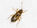 Nysius senecionis